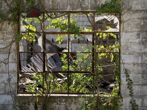 A view through a broken window frame, with vines and greenery growing amidst the ruins of a dilapidated building.