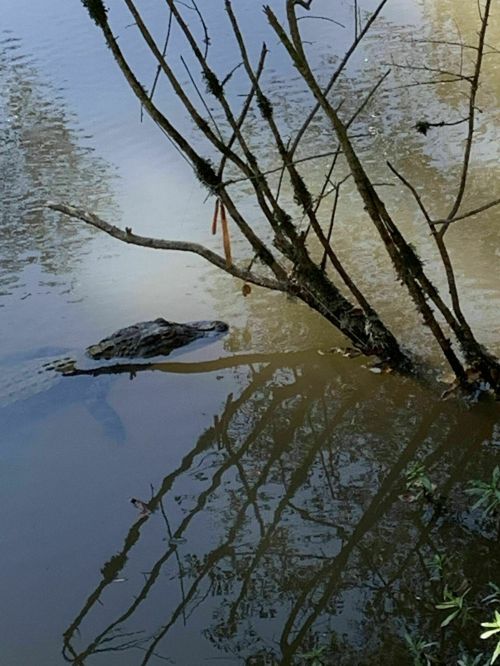 A turtle swims near the surface of a calm, reflective pond surrounded by bare branches.
