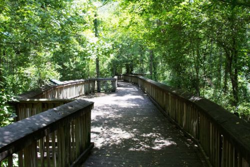 A wooden boardwalk winding through a lush, green forest, dappled sunlight filtering through the trees.