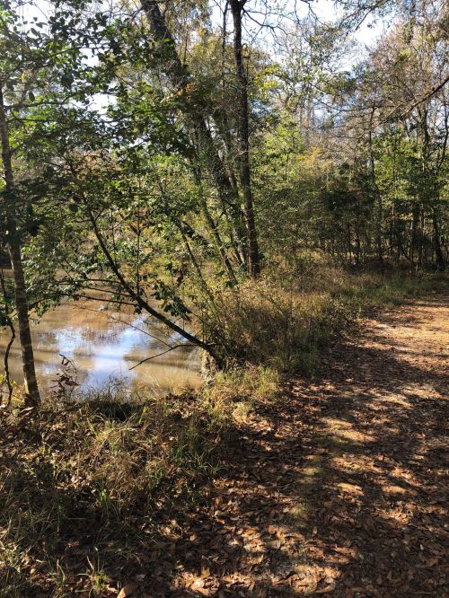 A serene forest path beside a calm river, surrounded by trees and autumn foliage.