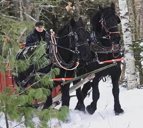 A person drives a sled pulled by two black horses through a snowy forest. Pine trees surround the scene.