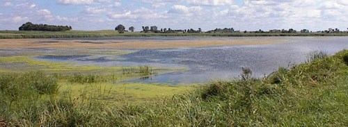 A serene wetland scene with calm water, green grasses, and a cloudy sky in the background.
