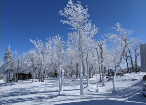 A snowy landscape with frosted trees under a clear blue sky.