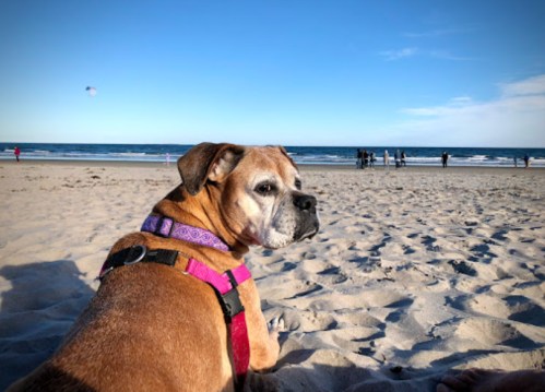 A dog in a harness sits on the beach, looking back at the ocean and people in the distance under a clear blue sky.