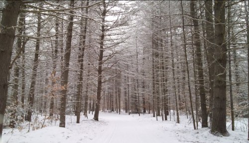 A snowy forest path lined with tall trees, creating a serene winter landscape.