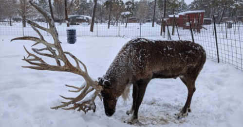 A reindeer with large antlers stands in a snowy landscape, foraging on the ground. Snow covers its back and surroundings.