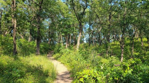 A winding dirt path through a lush green forest with tall trees and vibrant foliage under a clear blue sky.
