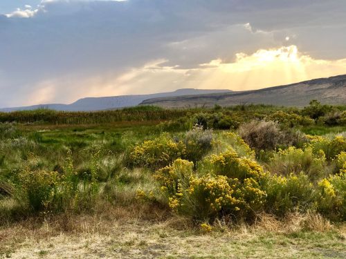 A scenic landscape featuring lush greenery and wildflowers under a cloudy sky with sunlight breaking through.
