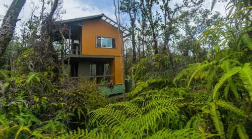 A modern orange house nestled among lush green ferns and trees in a forested area.