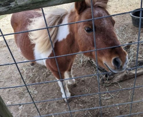 A small brown and white pony stands near a fence, looking curiously at the camera.