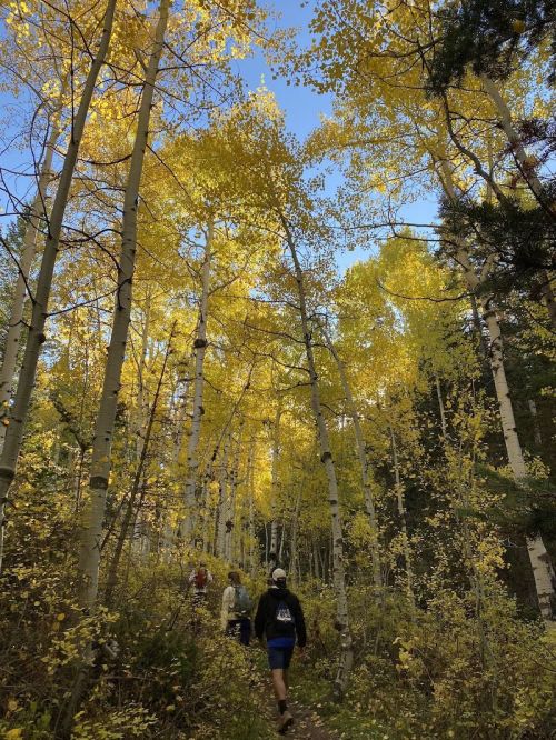 Two hikers walk along a trail surrounded by tall aspen trees with vibrant yellow leaves under a clear blue sky.
