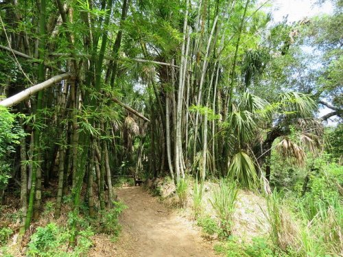 A narrow dirt path winding through a lush bamboo forest with vibrant green foliage.
