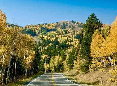 A scenic road lined with vibrant autumn trees, leading towards a colorful hillside under a clear blue sky.