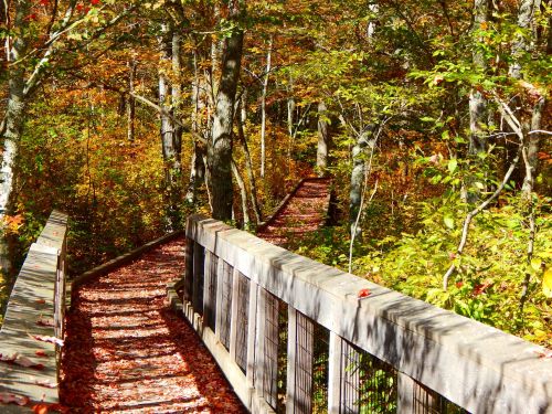 A wooden walkway through a vibrant autumn forest, surrounded by colorful leaves and trees.