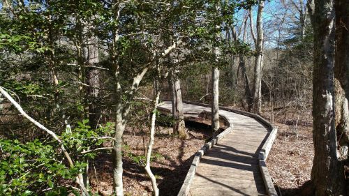 A winding wooden boardwalk through a wooded area with trees and sparse underbrush on a sunny day.