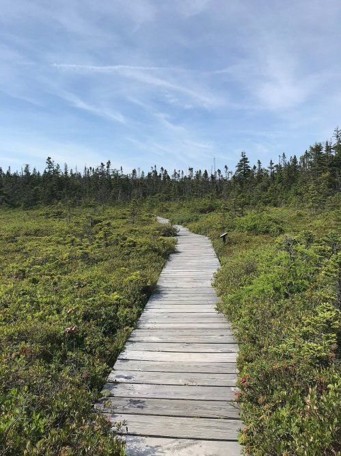 A wooden boardwalk winding through a lush green landscape under a clear blue sky.