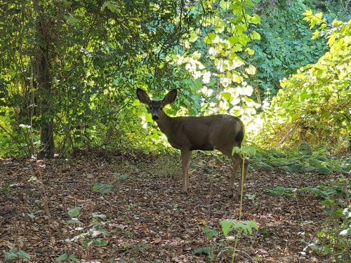 A deer stands in a forest clearing, surrounded by green foliage and dappled sunlight.
