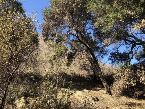A hillside with sparse vegetation, trees, and a clear blue sky in the background.