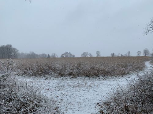 A snowy field with sparse trees in the background under a gray sky, creating a serene winter landscape.