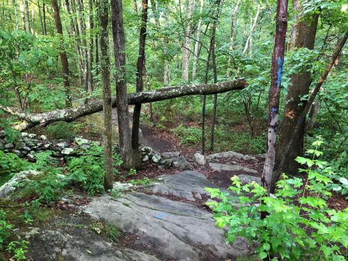A wooded area with lush green foliage, a fallen tree across a rocky path, and scattered stones in the background.