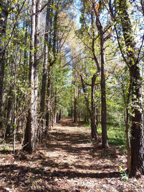 A serene forest path lined with tall trees and dappled sunlight filtering through the leaves.