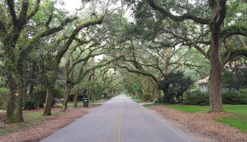 A quiet, tree-lined street with overhanging branches and scattered leaves, creating a serene, natural canopy.