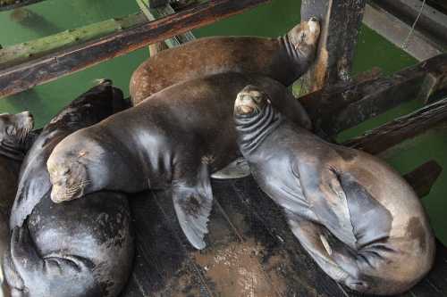 A group of sea lions resting together on a wooden platform above green water.