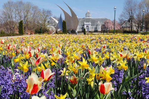 A vibrant garden filled with colorful tulips and daffodils, with a glass conservatory and sculpture in the background.