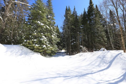 A snowy path leads through a forest of evergreen trees under a clear blue sky.