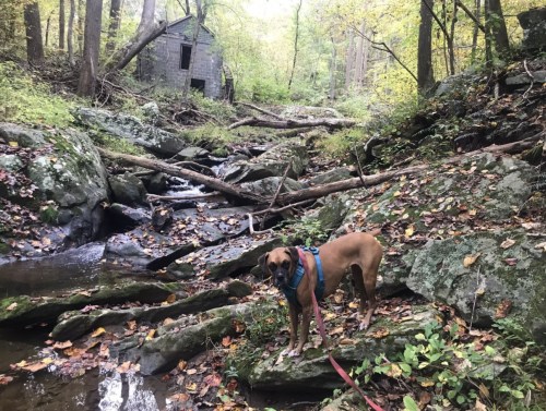 A dog in a harness stands by a rocky stream, with a dilapidated building and autumn foliage in the background.