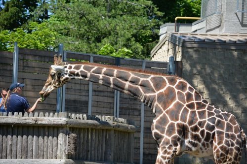 A giraffe reaches over a wooden fence, while a person feeds it from the other side in a zoo setting.