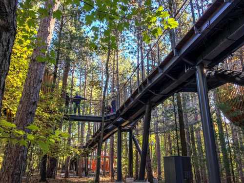 A suspended walkway among tall trees, surrounded by vibrant autumn foliage and sunlight filtering through the leaves.