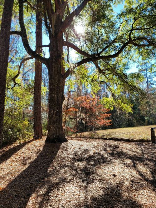A sunlit forest scene with tall trees casting shadows on the ground, surrounded by vibrant autumn foliage.
