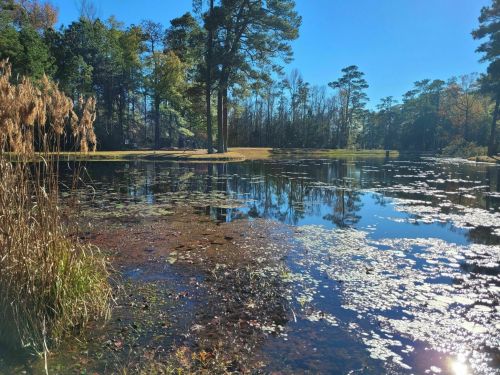 A serene pond surrounded by trees, reflecting the clear blue sky and dotted with lily pads and reeds.