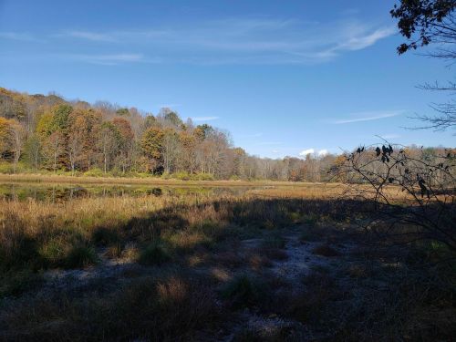 A serene landscape featuring a grassy field, trees with autumn foliage, and a clear blue sky.