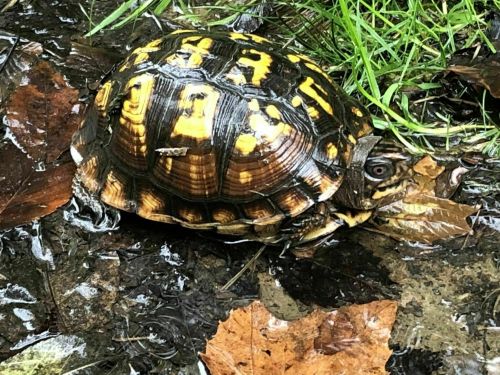 A turtle with a shiny, patterned shell rests on wet ground among green grass and fallen leaves.