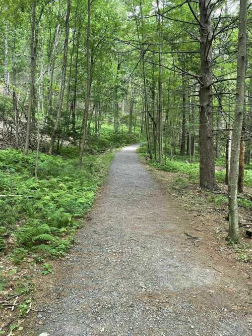 A winding gravel path through a lush green forest with trees and ferns on either side.