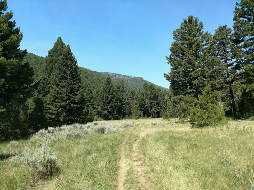 A scenic view of a grassy path winding through a forest of tall pine trees under a clear blue sky.