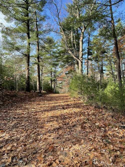 A serene forest path lined with tall trees and scattered autumn leaves under a clear blue sky.