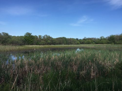 A serene wetland scene with tall grasses, water, and trees under a clear blue sky.