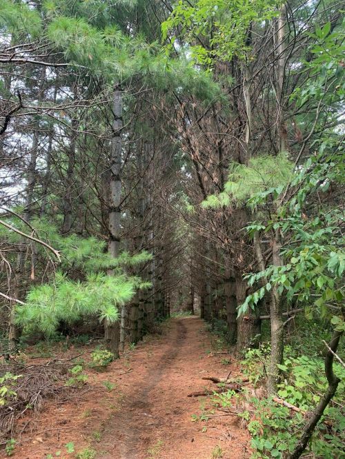 A narrow dirt path winding through a dense forest of tall pine trees and lush greenery.
