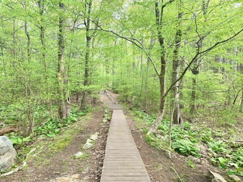 A wooden path leads through a lush green forest with vibrant foliage and trees.