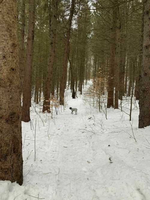 A dog stands in a snowy forest, surrounded by tall trees and a serene winter landscape.