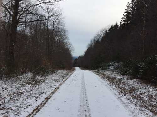 A snowy path stretches through a forest, flanked by bare trees and evergreens under a cloudy sky.