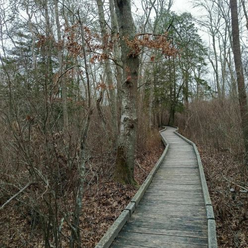 A wooden boardwalk winding through a wooded area with sparse trees and bare branches.