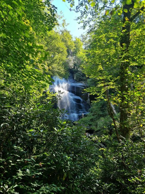 A serene waterfall cascades through lush green foliage in a vibrant forest setting.
