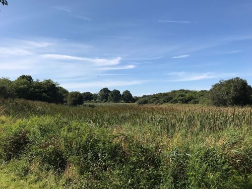 A serene landscape featuring a grassy field, trees, and a clear blue sky with wispy clouds.