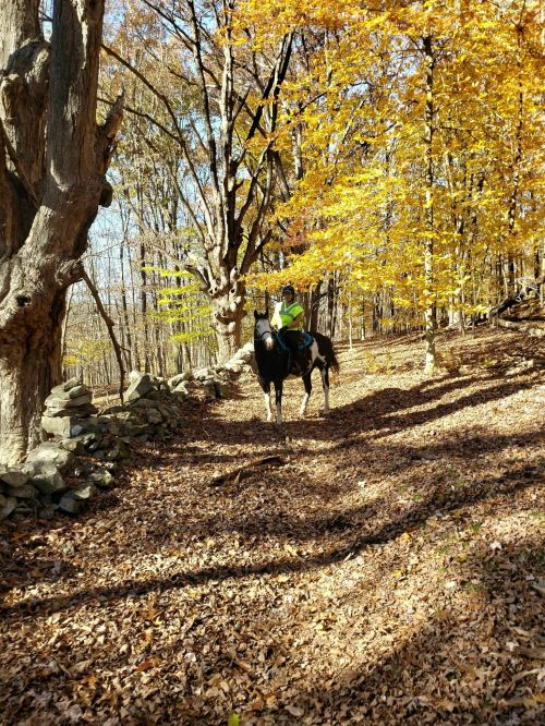 A person in a green jacket rides a black horse through a forest with autumn leaves and golden trees.