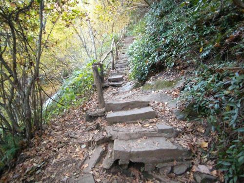 A winding stone path through a wooded area, surrounded by greenery and fallen leaves.