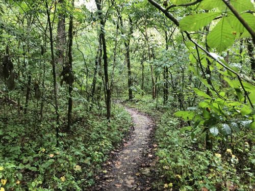 A winding dirt path through a lush, green forest surrounded by trees and foliage.